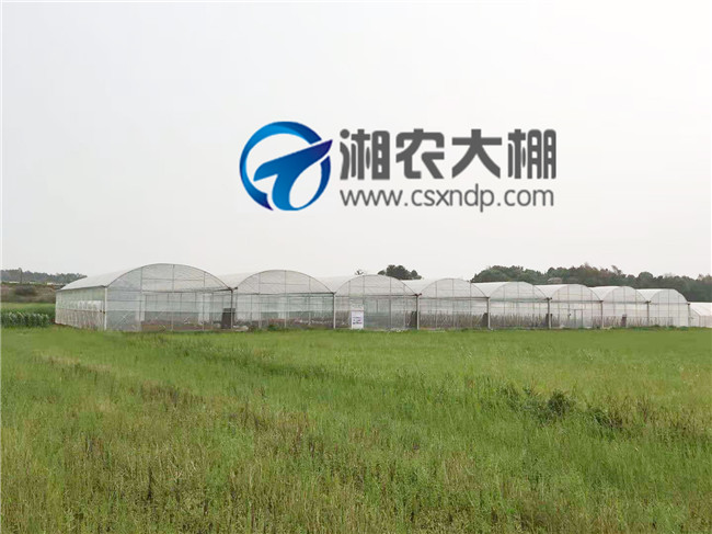 黄花镇简易连栋棚