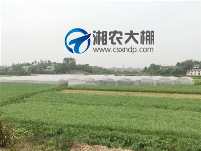 黄花镇简易连栋棚 (2).jpg