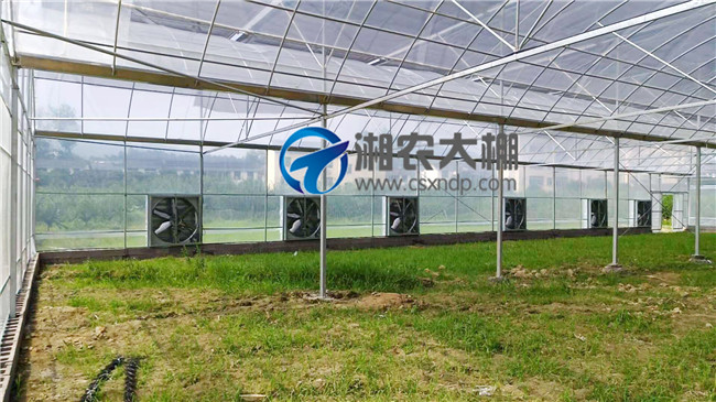 浏阳多肉大棚 (2).jpg
