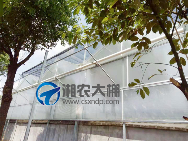 蜥蜴养殖大棚 (2).jpg