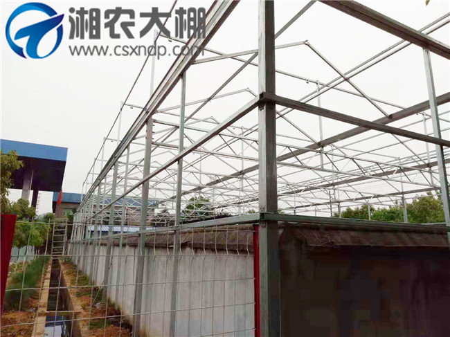 蜥蜴养殖大棚 (3).jpg